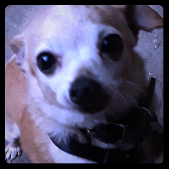 ♡ Rest in peace Buddy ♡ - Picture 4 of 15